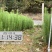 良种马尾松苗、湿地松、油松