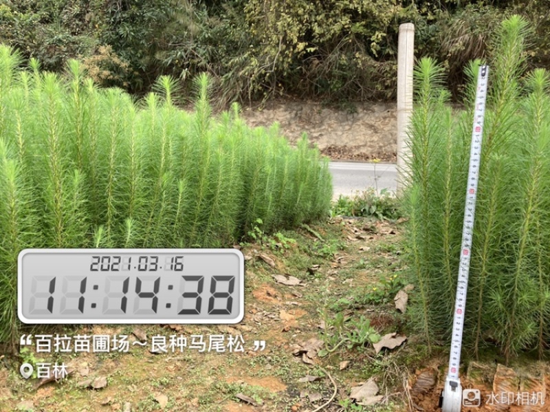 良种马尾松苗、湿地松、油松