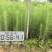 良种马尾松苗、湿地松、油松