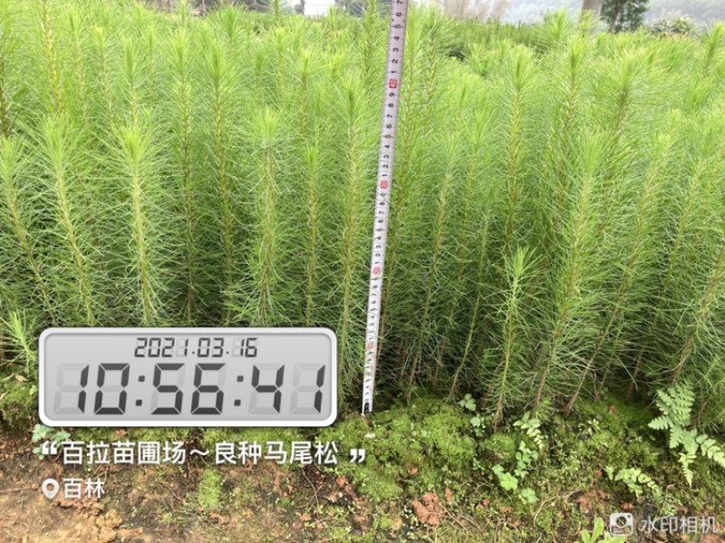 良种马尾松苗、湿地松、油松
