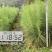 良种马尾松苗、湿地松、油松