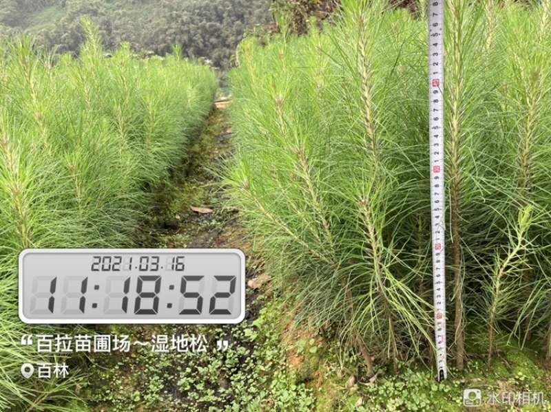 良种马尾松苗、湿地松、油松