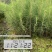 良种马尾松苗、湿地松、油松
