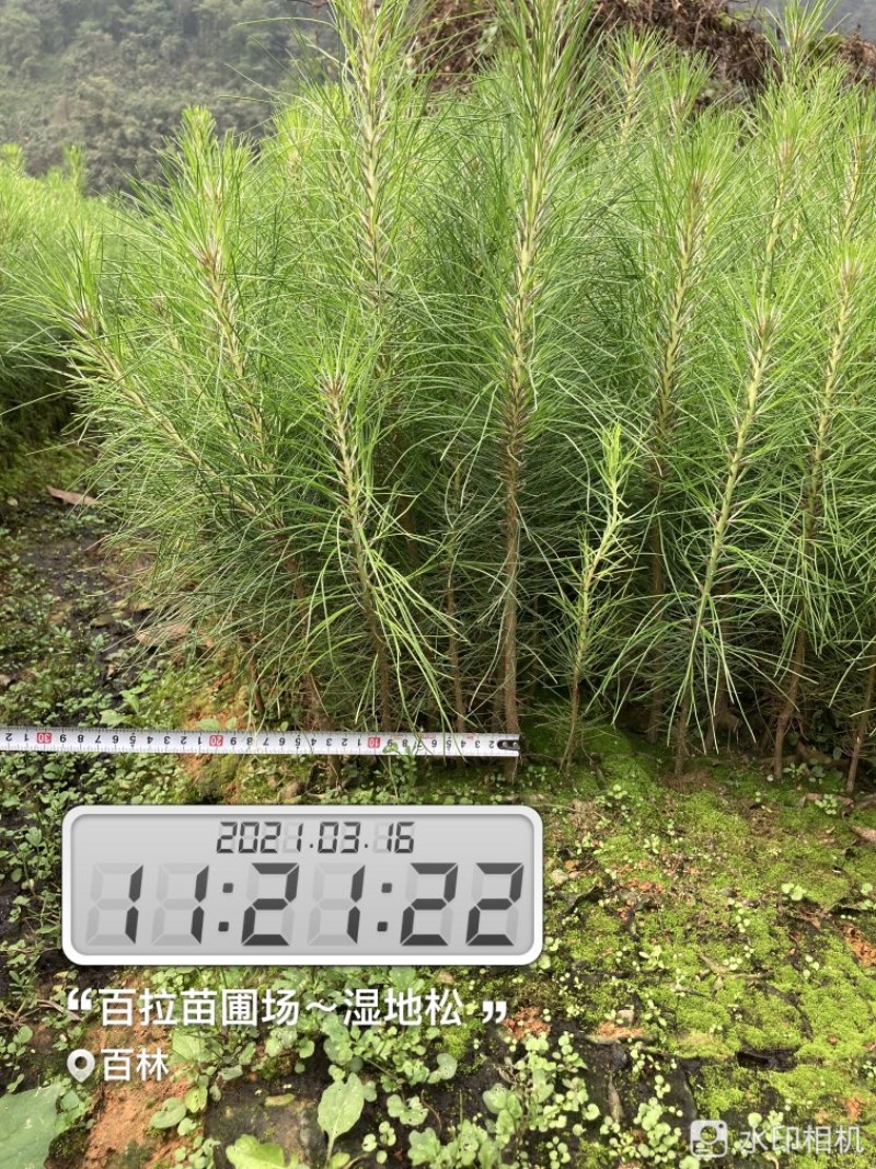 良种马尾松苗、湿地松、油松