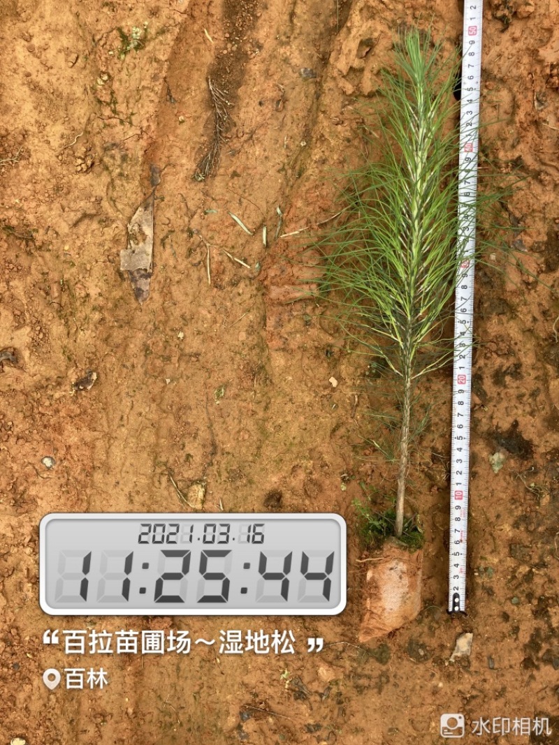 良种马尾松苗、湿地松、油松