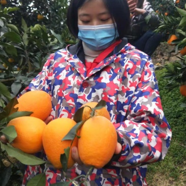 奉节脐橙产地直销（纽荷尔）