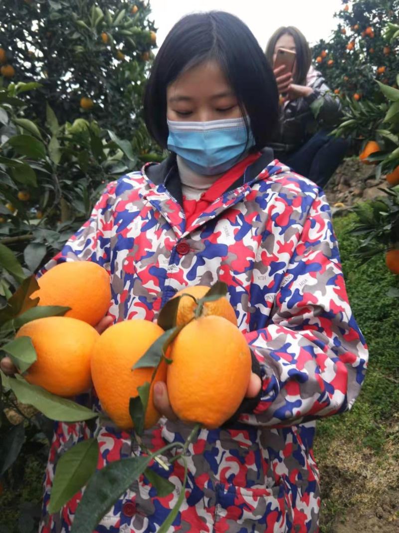 奉节脐橙产地直销（纽荷尔）