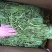 贡菜各种规格