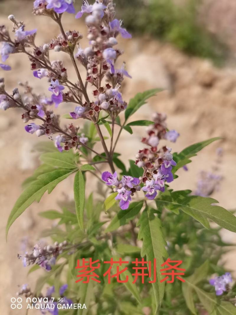 杠柳，冰川红叶，紫花荆条