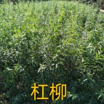 杠柳，鸡屎藤，冰川红叶，紫花荆条