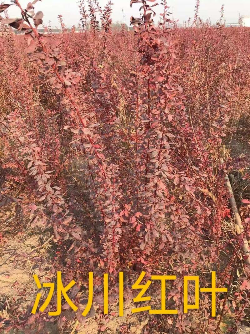 杠柳，冰川红叶，紫花荆条