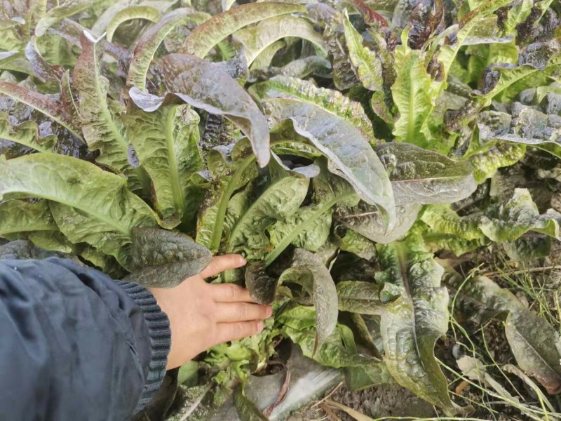 高原大量紫叶莴笋上市，大量有货，质量优秀价格美丽