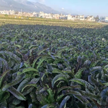 高原大量紫叶莴笋上市，大量有货，质量优秀价格美丽