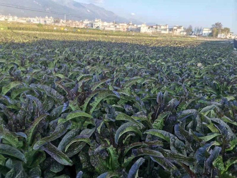 高原大量紫叶莴笋上市，大量有货，质量优秀价格美丽