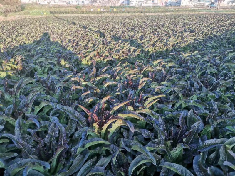 高原大量紫叶莴笋上市，大量有货，质量优秀价格美丽