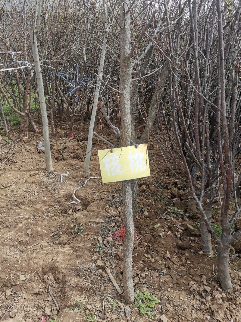 核桃树核桃树卖核桃树