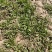 野生荠菜长期有货15公分。
