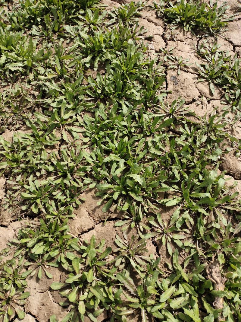 野生荠菜长期有货15公分。