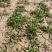 野生荠菜长期有货15公分。