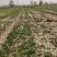 野生荠菜长期有货15公分。