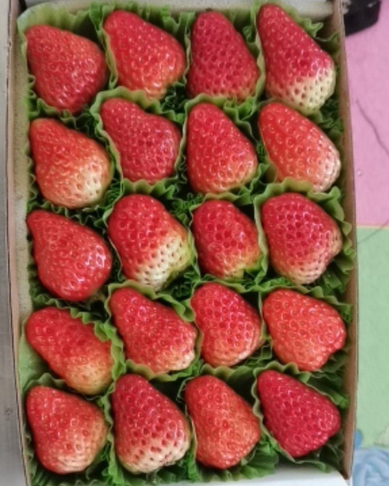 丹东红颜九九草莓烘焙纸盒巧克力包装大量上市