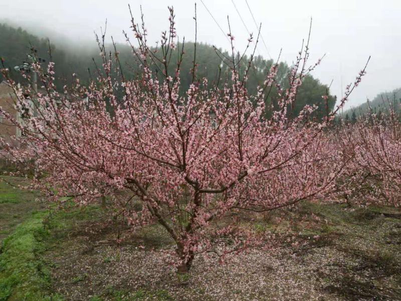 8-10公分黄桃树，精修过的树形