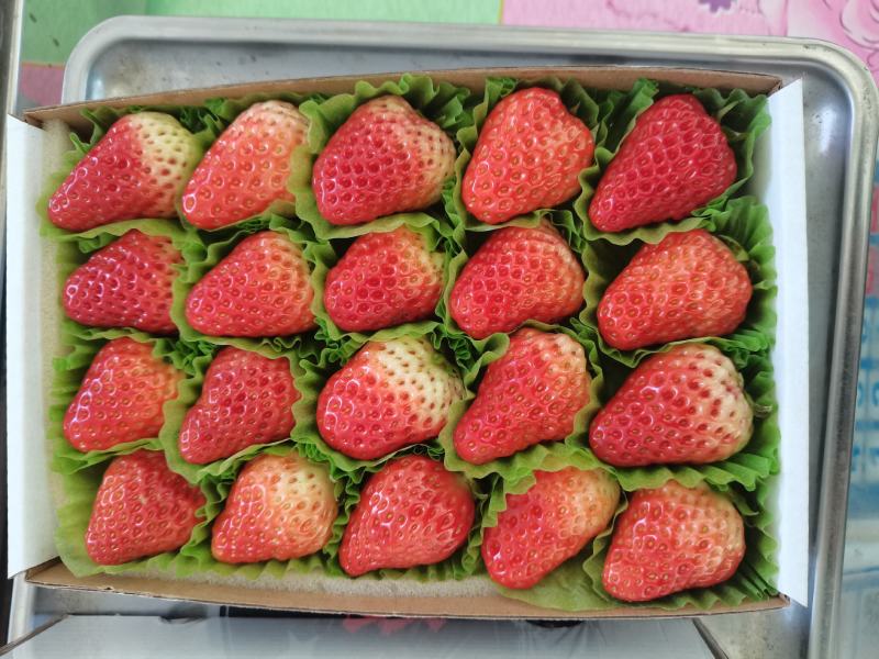 丹东红颜九九草莓烘焙纸盒巧克力包装大量上市