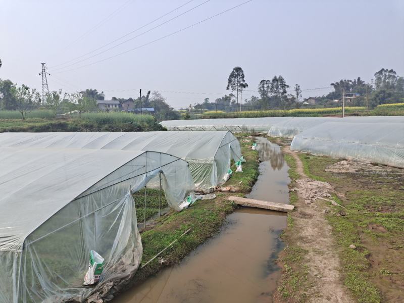 10亩空心菜基地转让