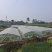 10亩空心菜基地转让