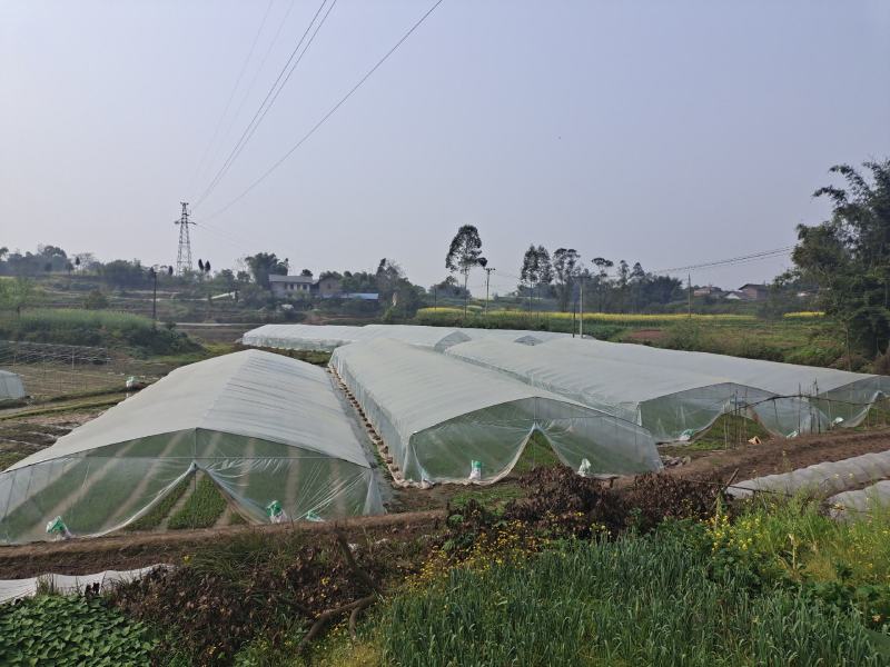 10亩空心菜基地转让