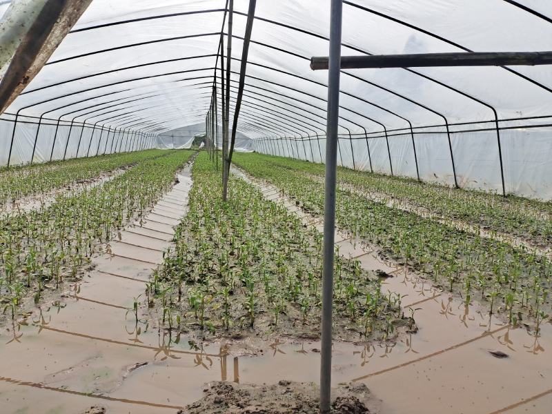 10亩空心菜基地转让