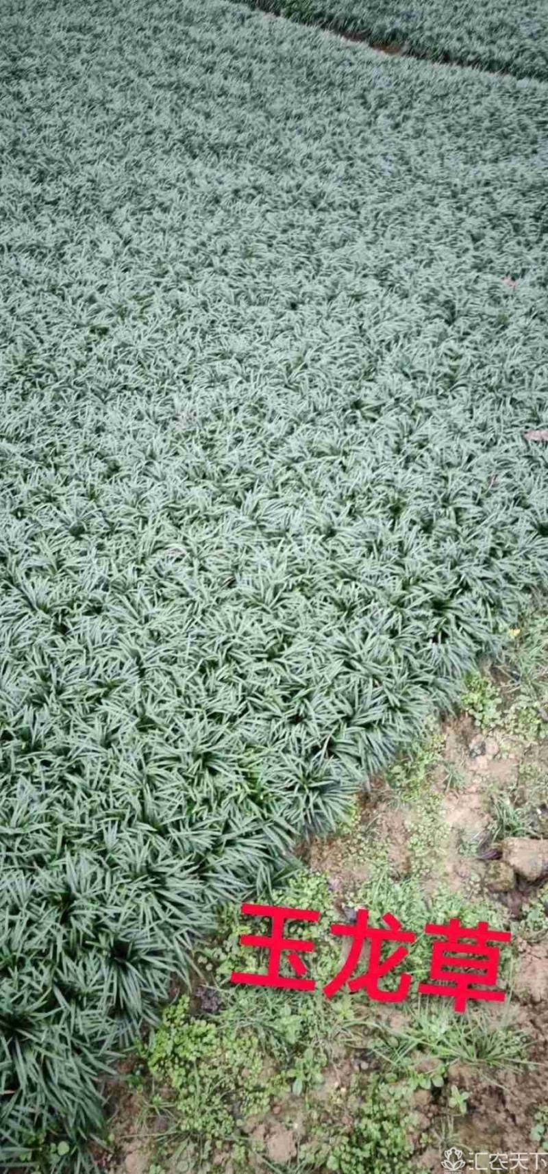 批发玉龙草，日本矮麦冬