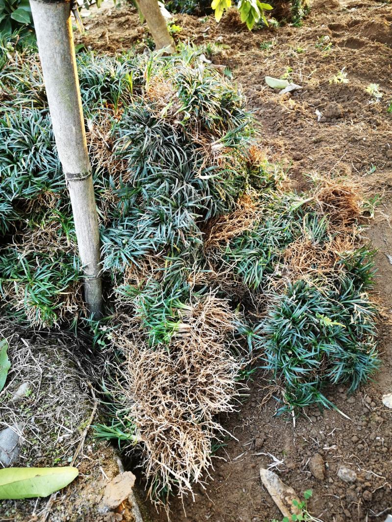 批发玉龙草，日本矮麦冬