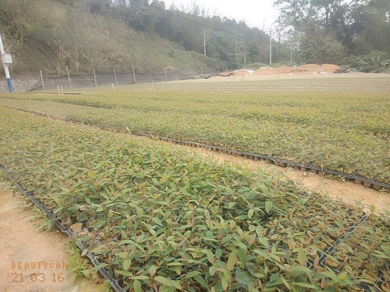 大量供应(速生桉树苗泥巴杯），(高产脂良种桐棉松)