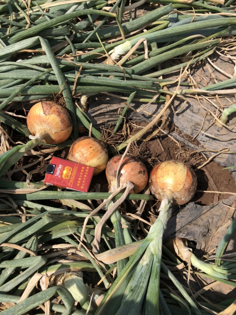 四川凉山紫皮黄皮，白皮洋葱，大量有货，一手货源