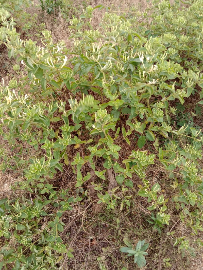 金银花树低价出售，绝对惊喜