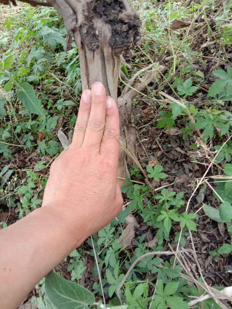 金银花树低价出售，绝对惊喜
