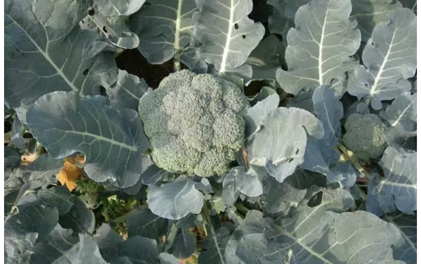 一片开阔的有机西兰花种植田,植株排列整齐,叶片宽大翠绿,花球饱满紧凑,农民正在田间进行人工采收,天空晴朗,展现可持续农业场景 西兰花田地种植