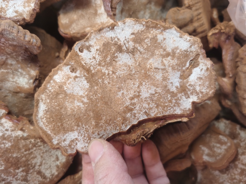 竹林中枯木上生长的灵芝状真菌,形态与灵芝相似,但种类可能不同 竹林中枯木上生长的灵芝状真菌