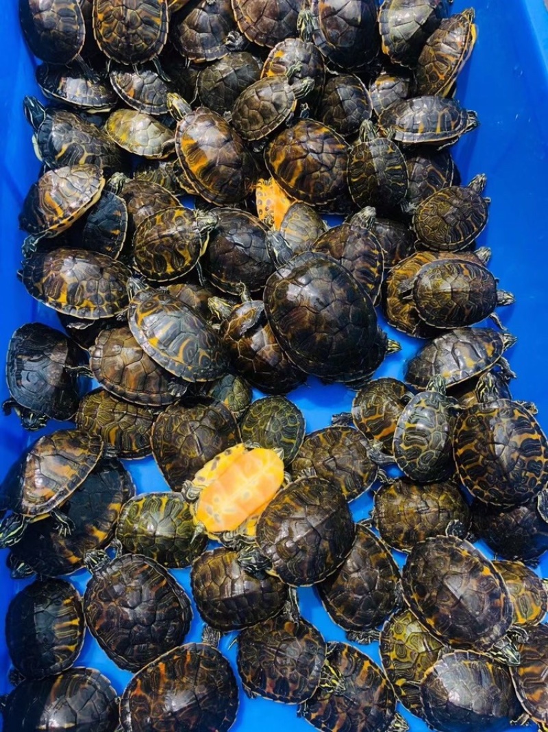 精品火焰录仔健康开食，越养越靓，自家龟苗