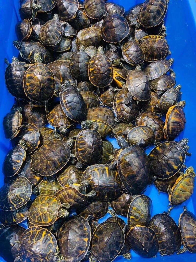 精品火焰录仔健康开食，越养越靓，自家龟苗