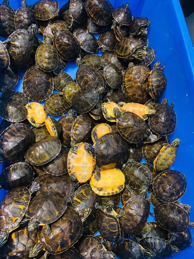 精品火焰录仔健康开食，越养越靓，自家龟苗