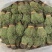 独脚金，颜色绿，干度好，一手货源，长期有货