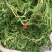云南野生药材伸筋草500g包邮