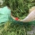 云南野生药材伸筋草500g包邮