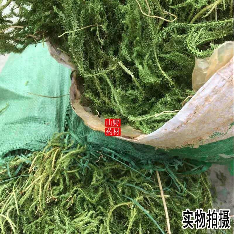 云南野生药材伸筋草500g包邮