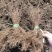 【网红植物】雪柳喷雪花珍珠绣线菊苗全国包邮死苗包赔