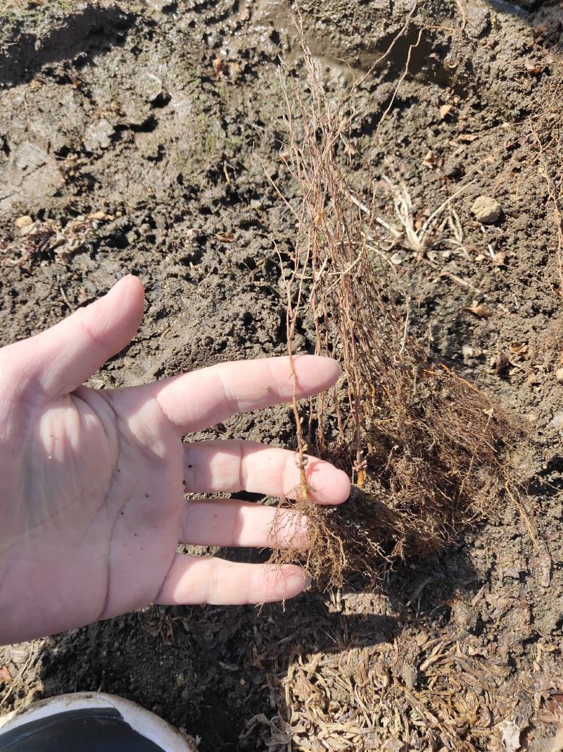 【网红植物】雪柳喷雪花珍珠绣线菊苗全国包邮死苗包赔