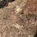 【网红植物】雪柳喷雪花珍珠绣线菊苗全国包邮死苗包赔
