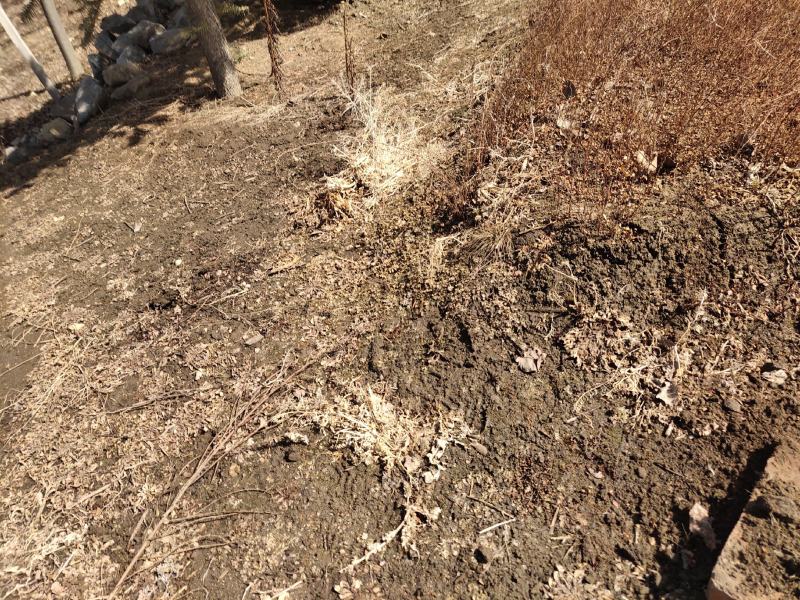 【网红植物】雪柳喷雪花珍珠绣线菊苗全国包邮死苗包赔